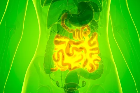 La diversidad del microbioma está relacionada con la calidad del sueño La microbioma está relacionada con la calidad del sueño