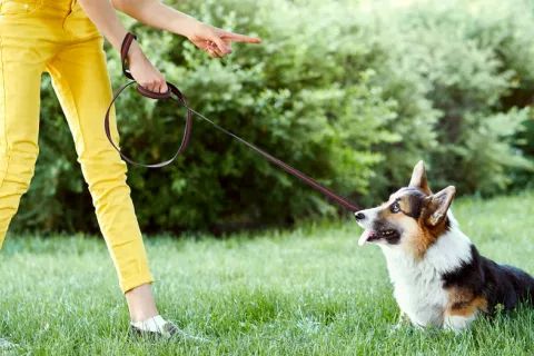 Mujer educando a su perro con gritos