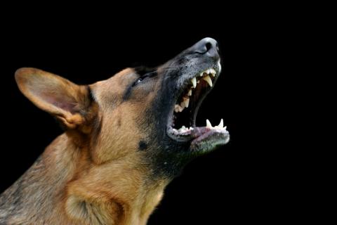 Rabia transmitida por perros