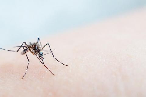Esterilización del mosquito para controlar el zika