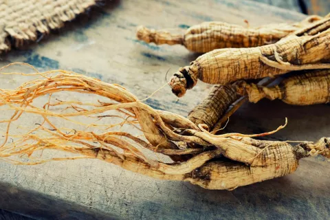 Un extracto del ginseng podría ayudar a combatir la obesidad Extracto de ginseng para combatir la obesidad