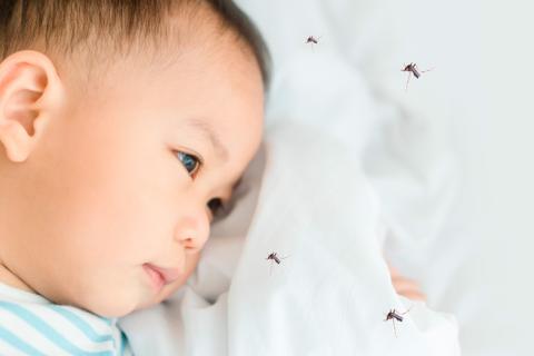 Mosquitos que transmiten la malaria