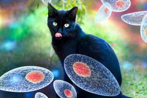 Toxoplasmosis