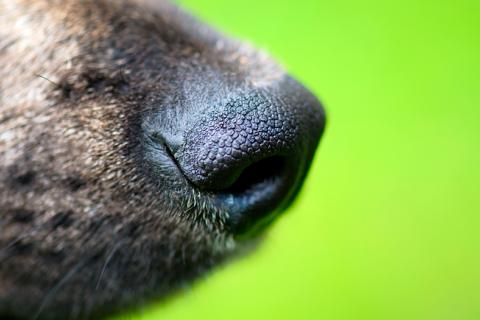 La nariz del perro detecta el calor de un objeto a distancia