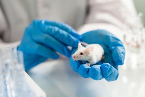 Vacuna neutraliza el coronavirus en ratones