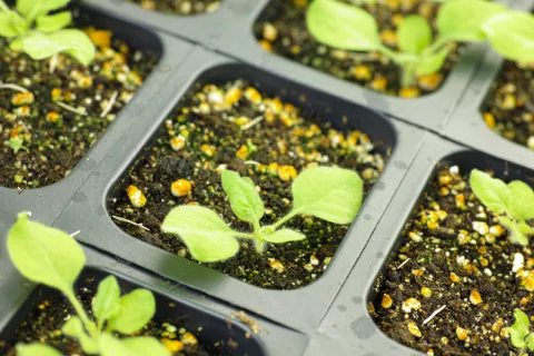 Nicotiana benthamiana, planta clave para crear vacunas para el COVID-19