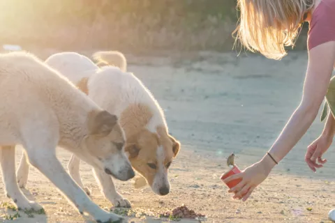 Perros callejeros, ligados al origen de la pandemia por coronavirus Perros callejeros, ligados al origen de la pandemia por COVID-19