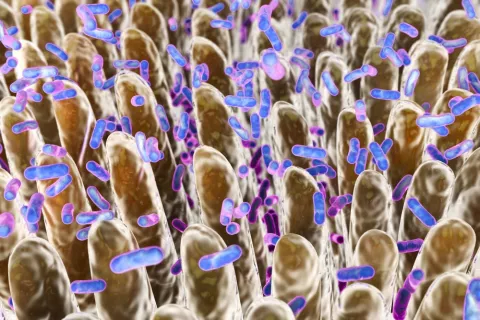 Representación en 3D de Christensenella minuta Bacterias intestinales
