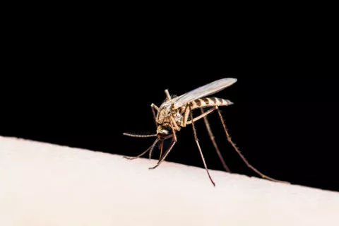 Un microbio podría evitar que los mosquitos transmitan la malaria Mosquito transmisor de la malaria
