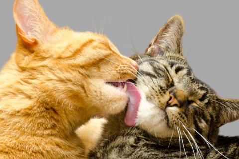 Los gatos pueden infectarse y transmitir el coronavirus a otros gatos