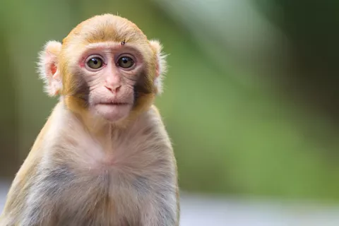 La vacuna y la infección de COVID-19 generan inmunidad en macacos La vacuna y la infección de coronavirus generan inmunidad en macacos