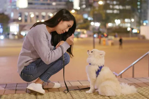 Los perros y gatos serán tratados como mascotas en China