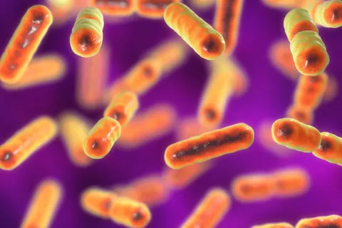 Asocian una bacteria intestinal a mal pronóstico del cáncer rectal Relacionan una bacteria intestinal a mal pronóstico del cáncer rectal
