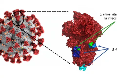 Identifican dos posibles brechas en la 'armadura' del coronavirus Debilidades en la coraza del coronavirus