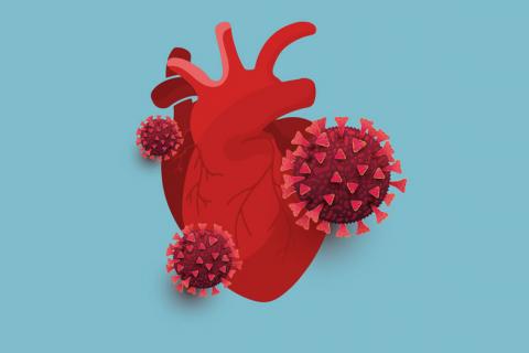 El SARS-CoV-2 podría infectar células cardíacas en el laboratorio