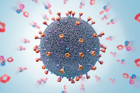 Anticuerpos humanos sintéticos podrían neutralizar al coronavirus Anticuerpos humanos sintéticos podrían neutralizar al COVID-19