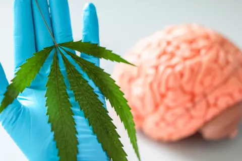 El cannabidiol mejora el flujo sanguíneo al hipocampo del cerebro CBD mejora el flujo sanguíneo cerebral