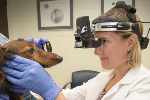 Tratamiento con cúrcuma para la uveítis canina Dra. Erin Scott