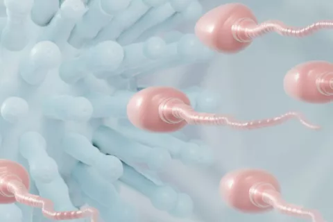 El COVID-19 daña el ADN de los espermatozoides y reduce su fertilidad El COVID-19 daña el ADN de los espermatozoides