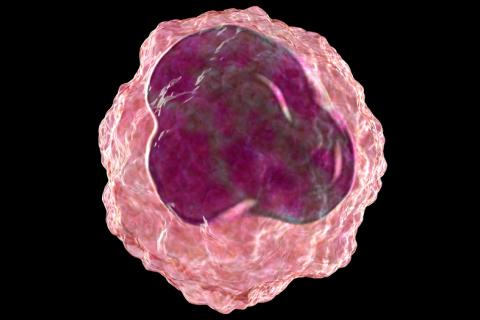 Las células inmunitarias de la médula ósea cambian con el coronavirus