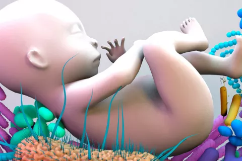 Bacterias saludables crecen en el intestino del bebé antes de nacer Microbiota fetal