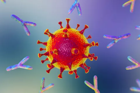 Anticuerpos específicos contra el COVID-19 pueden durar más de 7 meses Anticuerpos específicos contra el COVID-19 podrían durar más de 7 meses