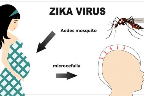 Mecanismo infección zika y microcefalia