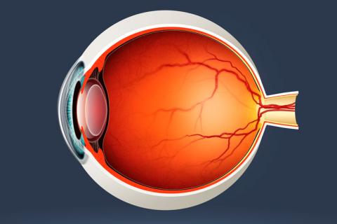 Terapia génica protegería del glaucoma