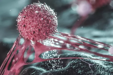 Crean anticuerpos que reconocen las células cancerosas humanas Vacunas contra el cáncer: nuevos pasos