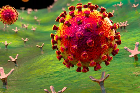 Revelan una debilidad del coronavirus atacable por futuras terapias Hallan punto débil del coronavirus
