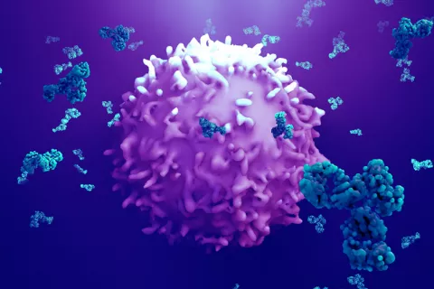 Granulisina y anticuerpos, combinación esperanzadora contra el cáncer Granulisina y anticuerpos contra cáncer
