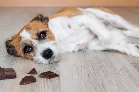 Chocolate, riesgo navideño para tu mascota