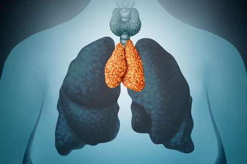 Un estudio ha encontrado que el timo, una pequeña glándula que está situada detrás del esternón, es clave para el desarrollo de un embarazo sin complicaciones, pues interviene en la prevención del aborto espontáneo y la diabetes gestacional. Ilustración de la glándula del timo