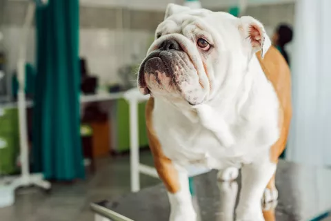 Enfermedad del bulldog similar al cáncer