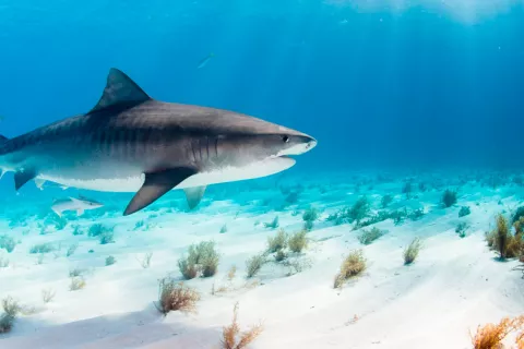 Tiburones en peligro de extinción por sobrepesca… y la vacuna COVID-19 Tiburones, en peligro por las vacunas