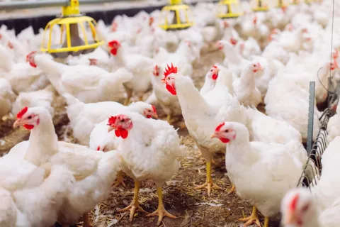 Rusia detecta los primeros casos de gripe aviar H5N8 en humanos Rusia detecta los primeros casos de gripe aviar en humanos