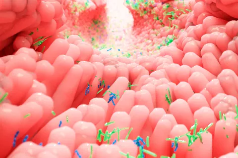 Asocian cambios en la microbiota con una conducta similar al alzhéimer Microbiota intestinal