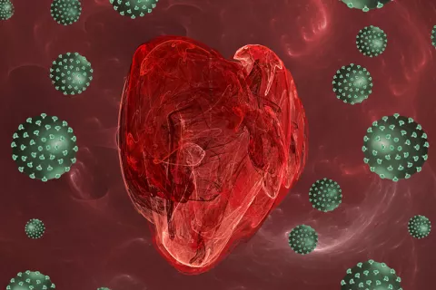 Así afecta el coronavirus al corazón 