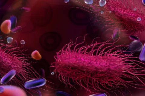 Descifran cómo las bacterias controlan a las células en una infección Descubren cómo las bacterias controlan las células