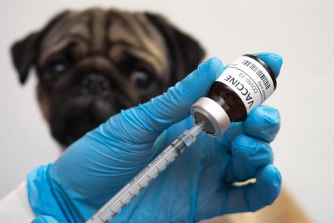 Vacuna contra el coronavirus para animales: Carnivac-Cov