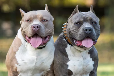 España ya no calificará a perros potencialmente peligrosos por su raza Qué perros se considerarán peligrosos