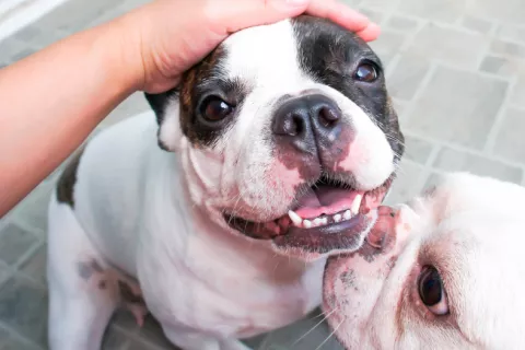 Los perros sienten celos si creen que su dueño acaricia a otro can Los perros tienen celos de otros canes