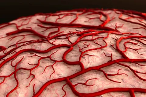 Vinculan la obesidad con una reducción del flujo sanguíneo al cerebro La obesidad reduce el flujo sanguíneo