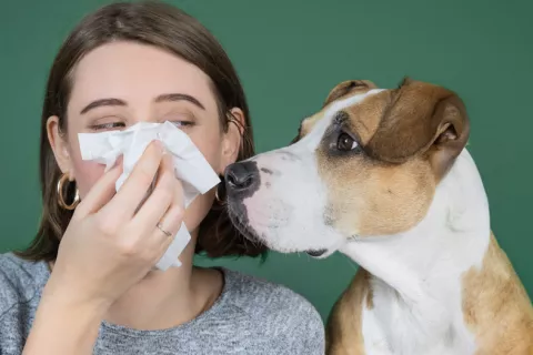 Detectan un nuevo coronavirus que podría pasar de perros a humanos Nuevo coronavirus canino visto en humanos