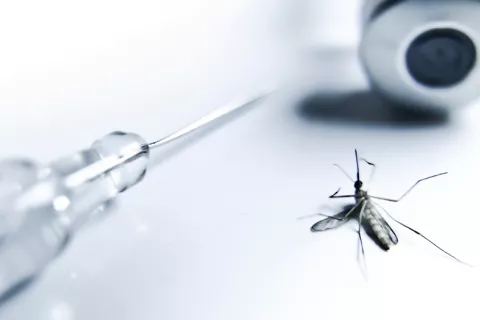 Una vacuna ARNm muestra protección total contra la malaria en ratones Una vacuna ARNm protege de la malaria