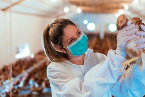 Veterinaria sosteniendo un pollo en una granja.