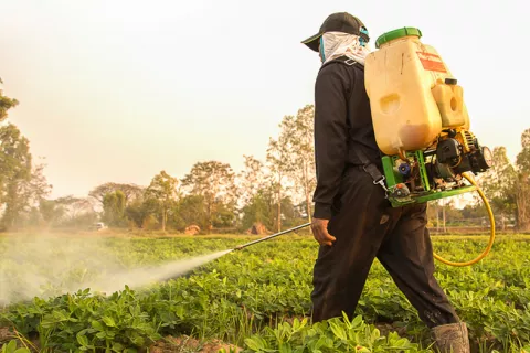 Persona fumigando un campo sembrado de verduras