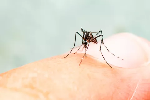 Descubren un fármaco que podría ser útil en el tratamiento del dengue Primer fármaco contra el dengue