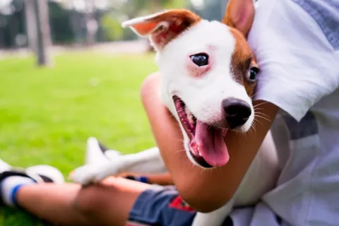 Ley de Bienestar Animal: nuevas normas