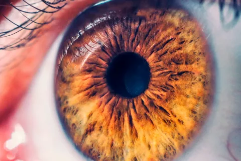 Descubren Campana, un nuevo tipo de célula nerviosa en la retina Nuevo tipo de neurona en la retina